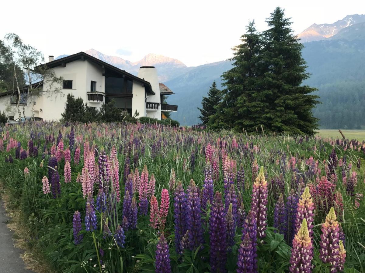 Chesa Suot Ovas Lägenhet Sils Maria Exteriör bild